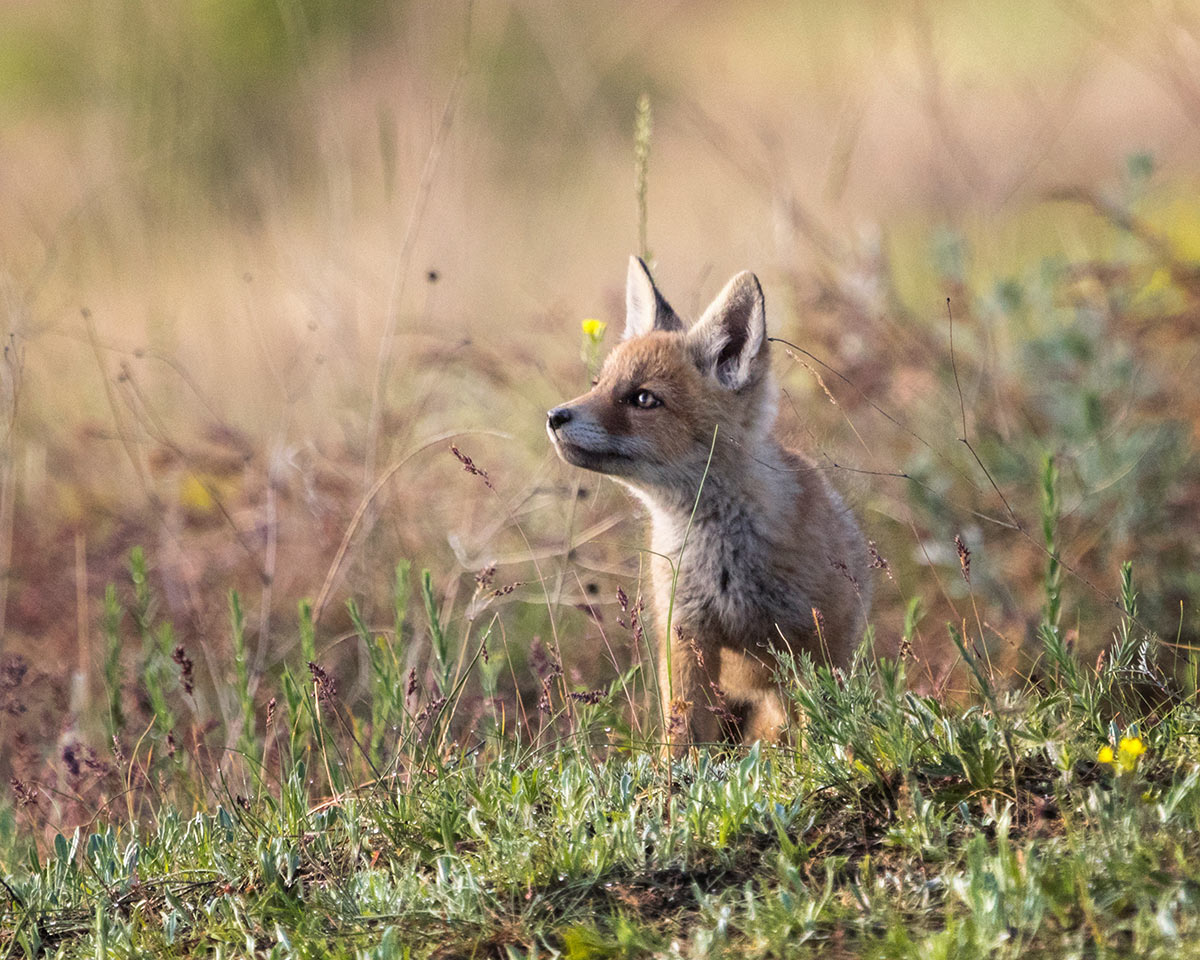 А мне летать охота...