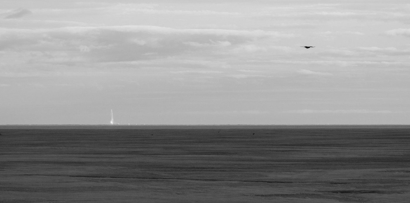 Птица чёрная