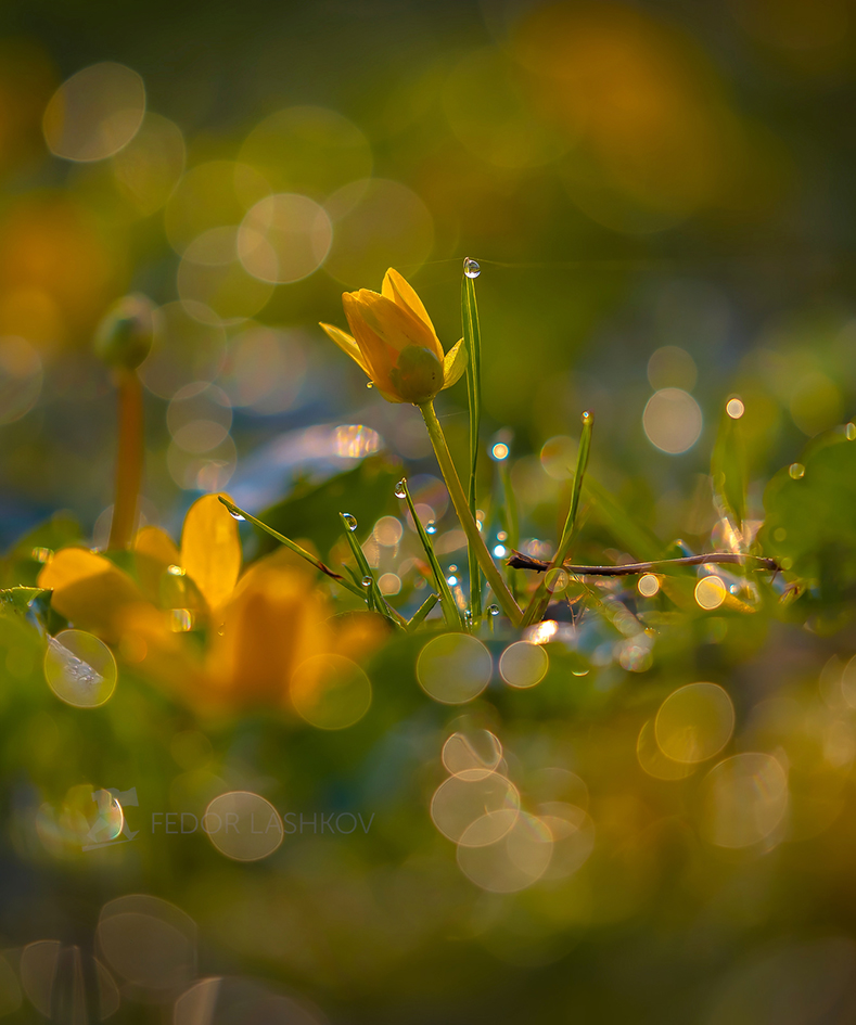 Хрустальное утро весны!