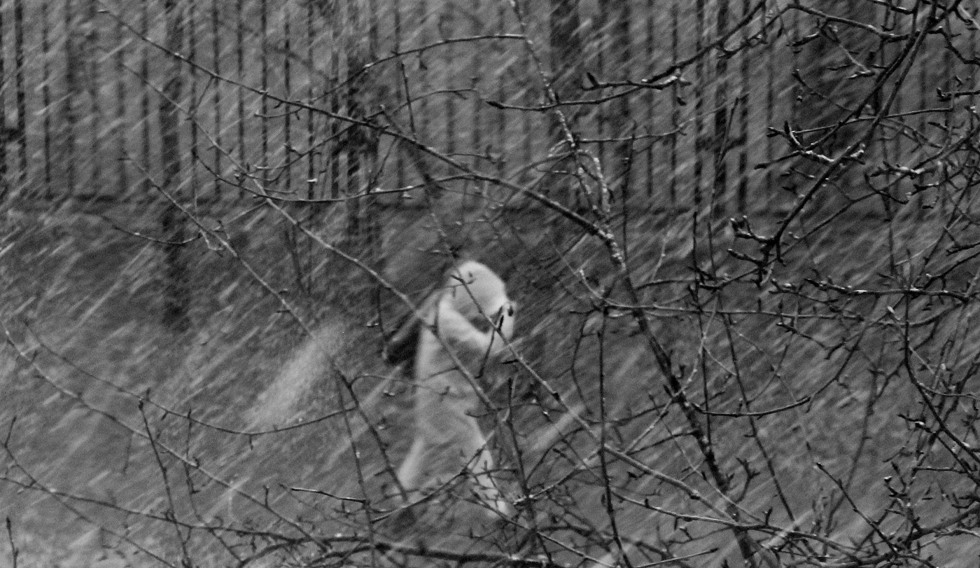 Вышел на прогулку.