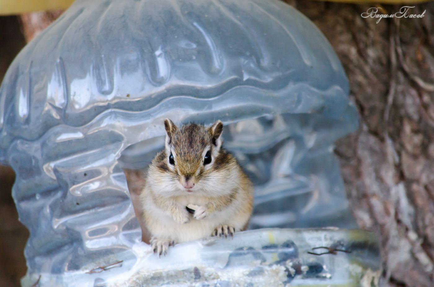 Весенняя фотоохота
