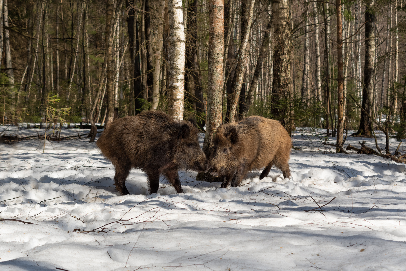 в весеннем лесу