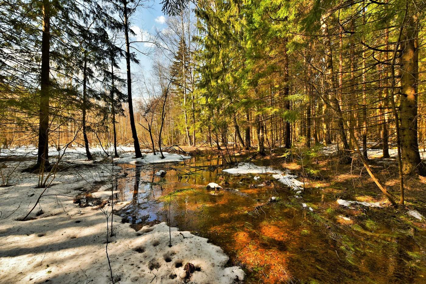 "Глянуло солнце в лесные трущобы ..."