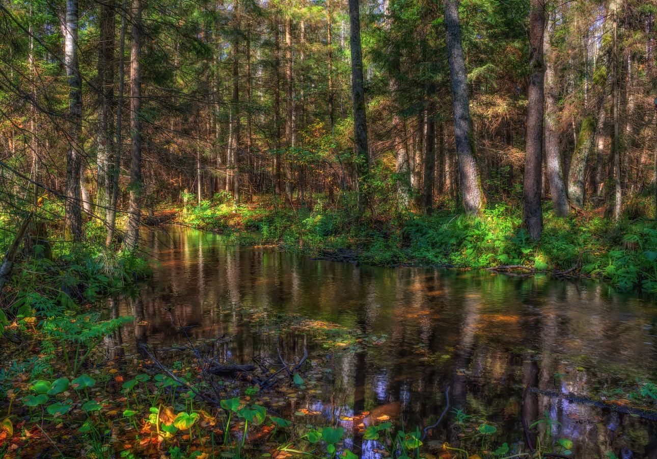 Лесной ручей