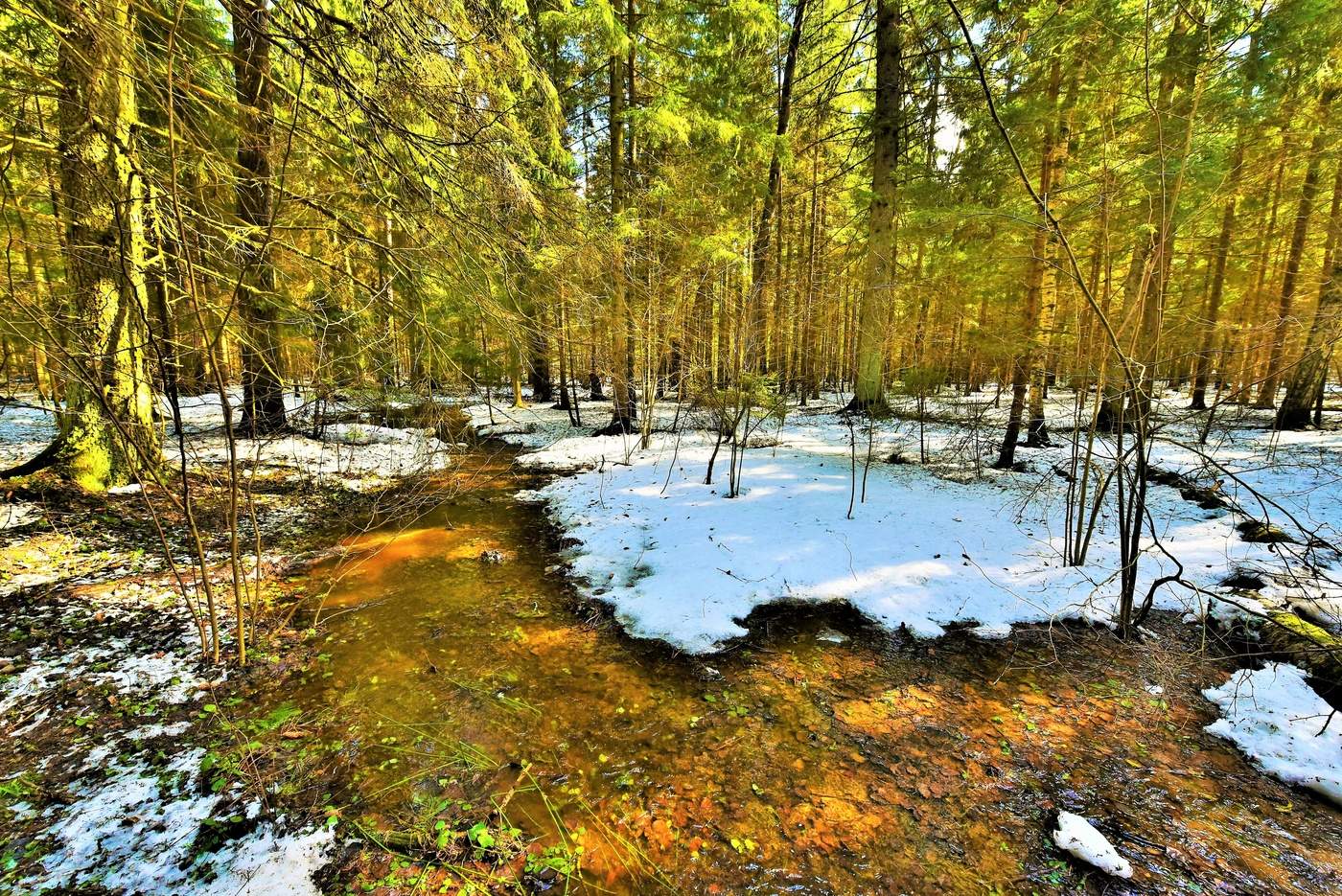 "На солнышке согрелась ель, подтаяла сосна..."
