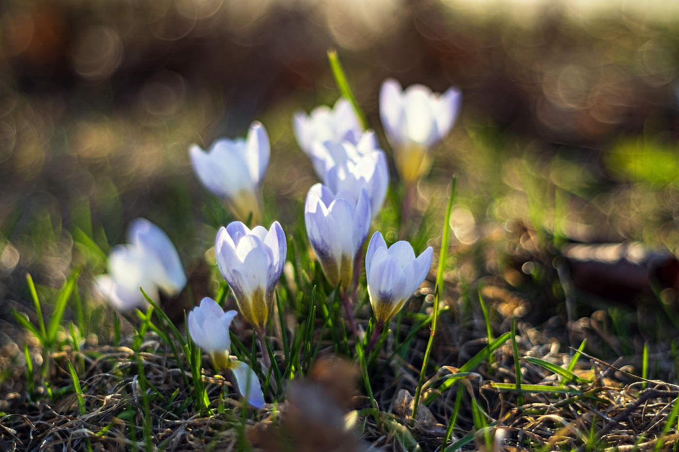 Вестники весны