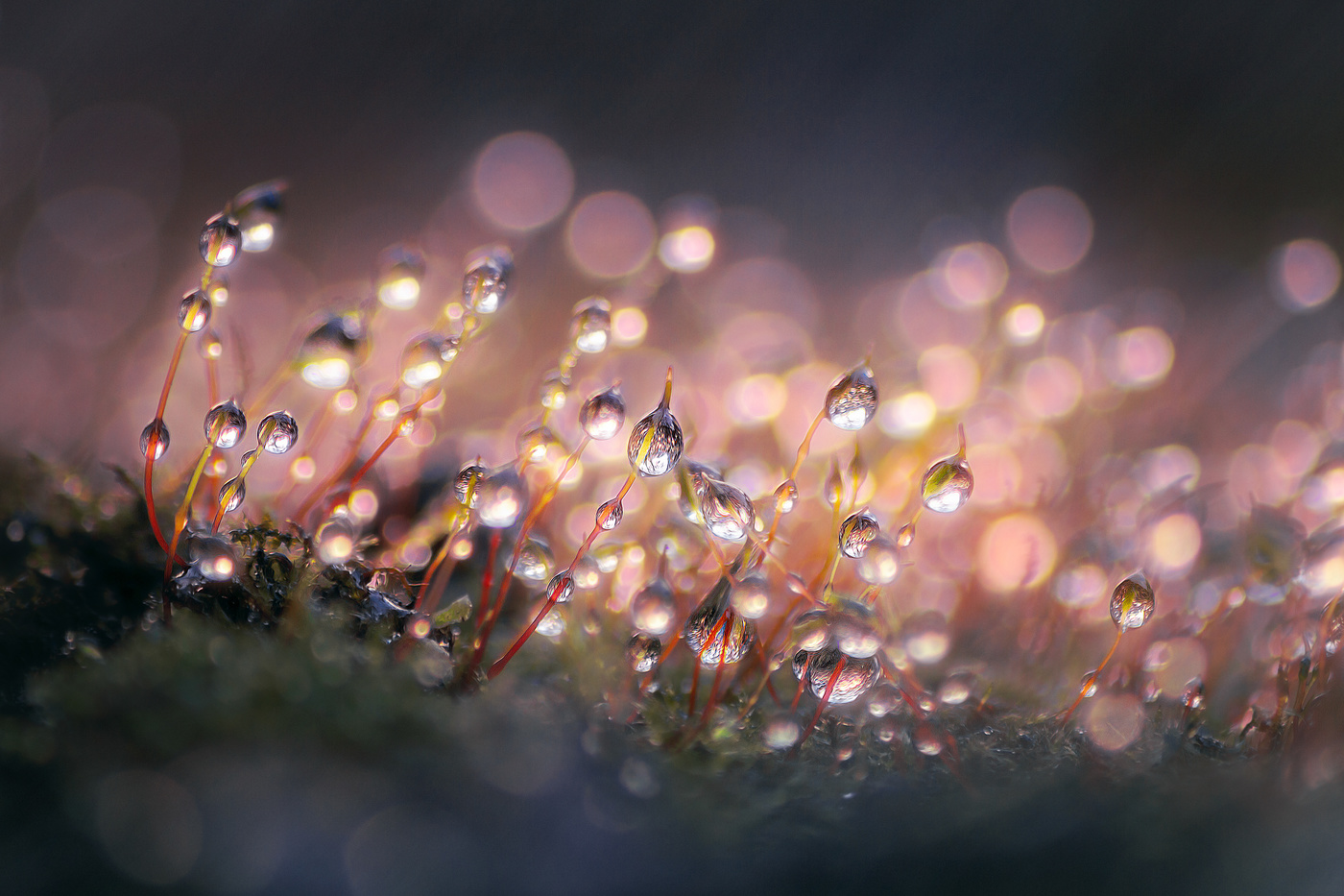 Стоит приглядеться и под ногами сказка.