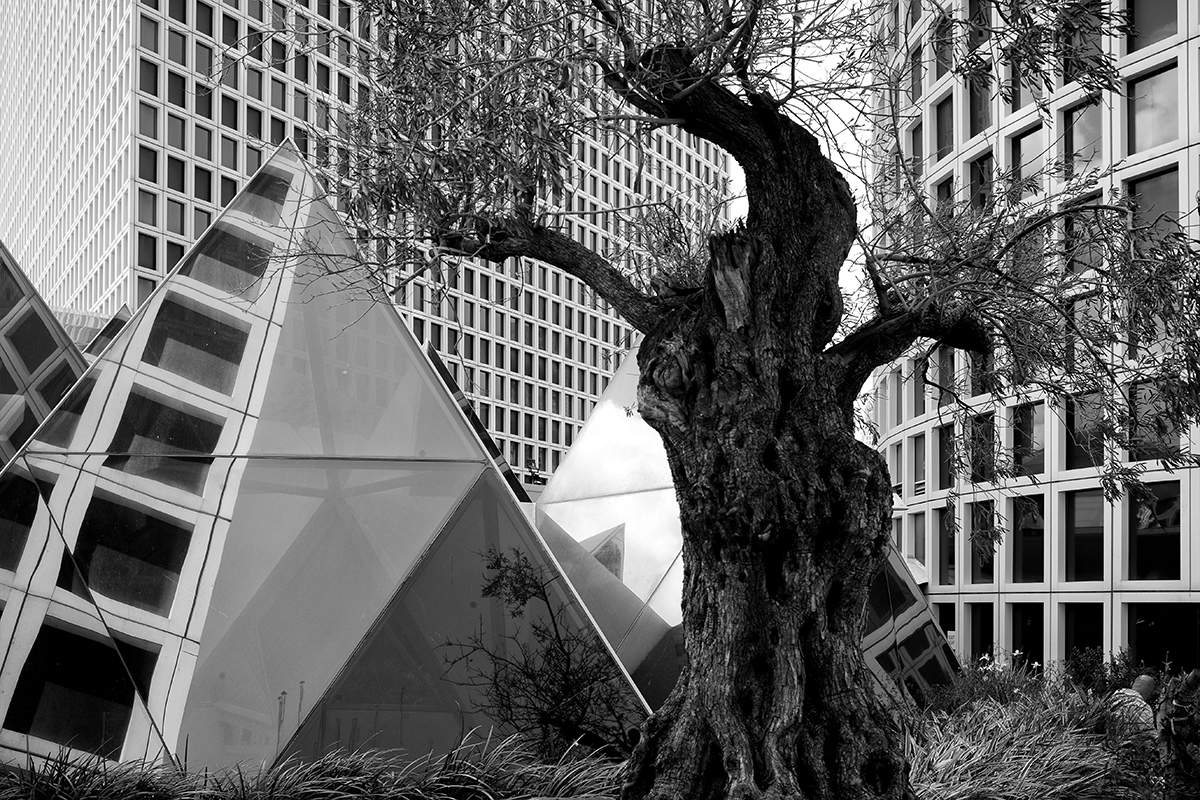 Городской пейзаж со старой оливой