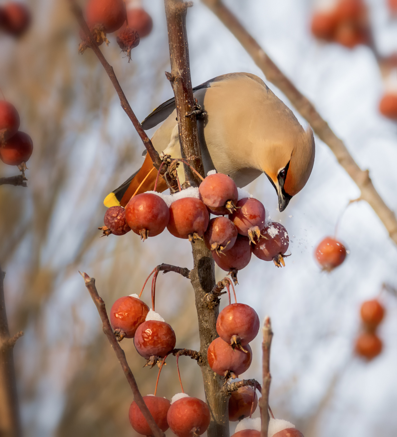Свиристели..