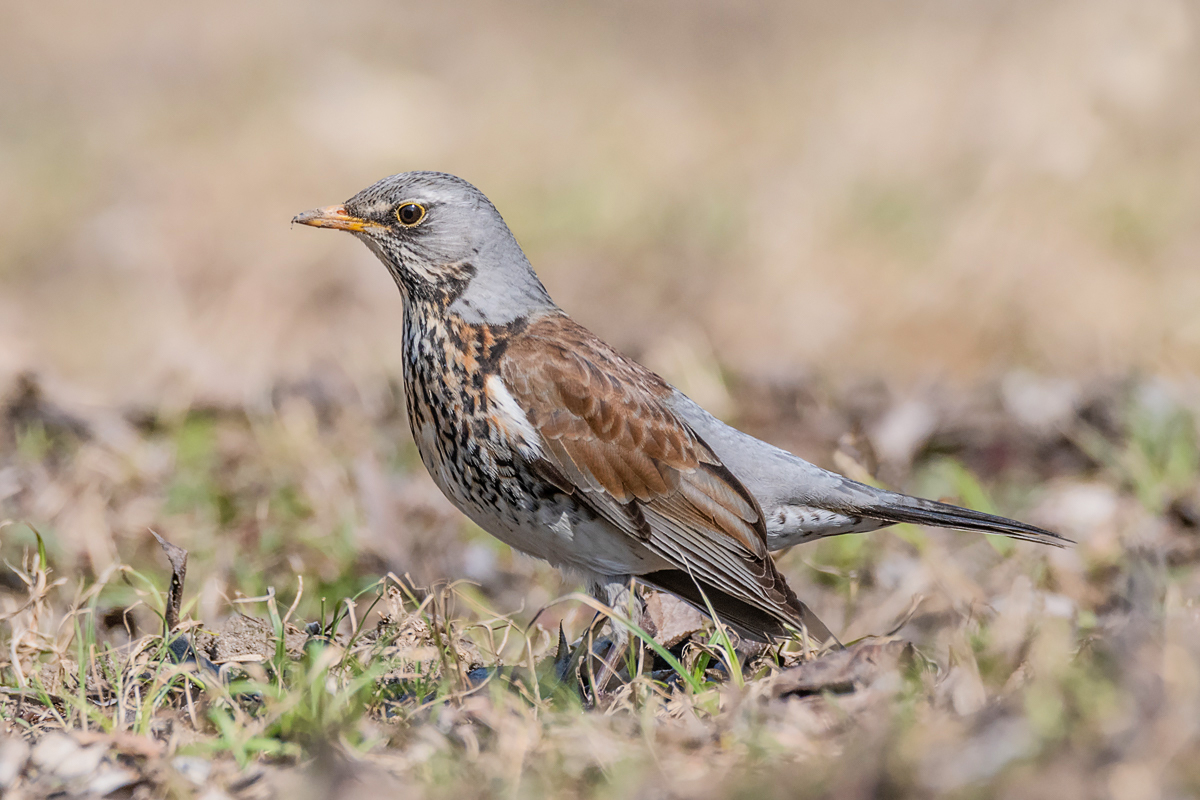Дрозд рябинник.