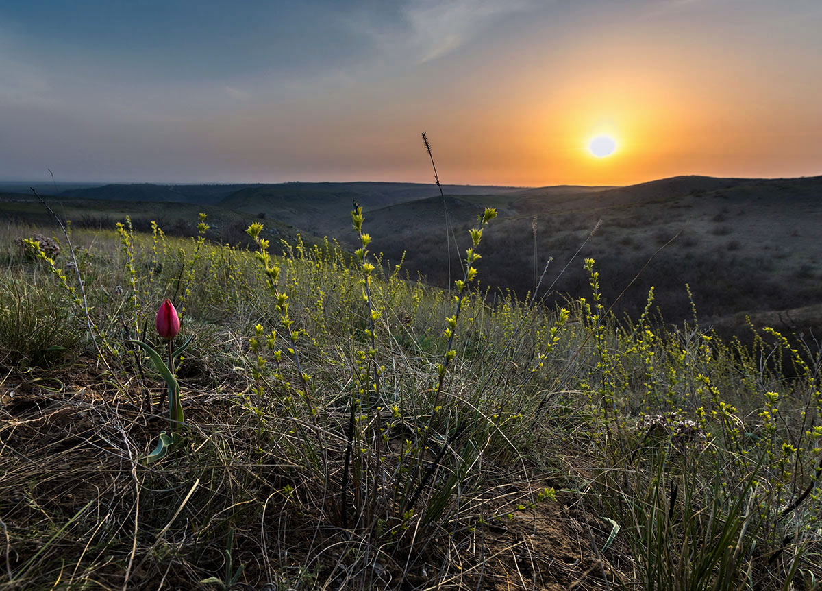 Первый тюльпан