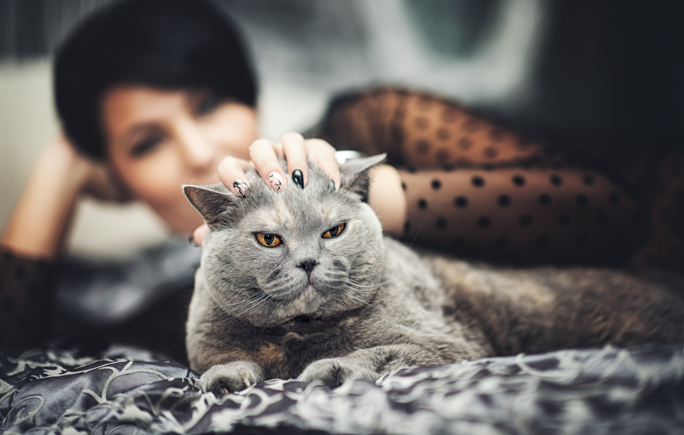 Две грации - женщины и кошки..