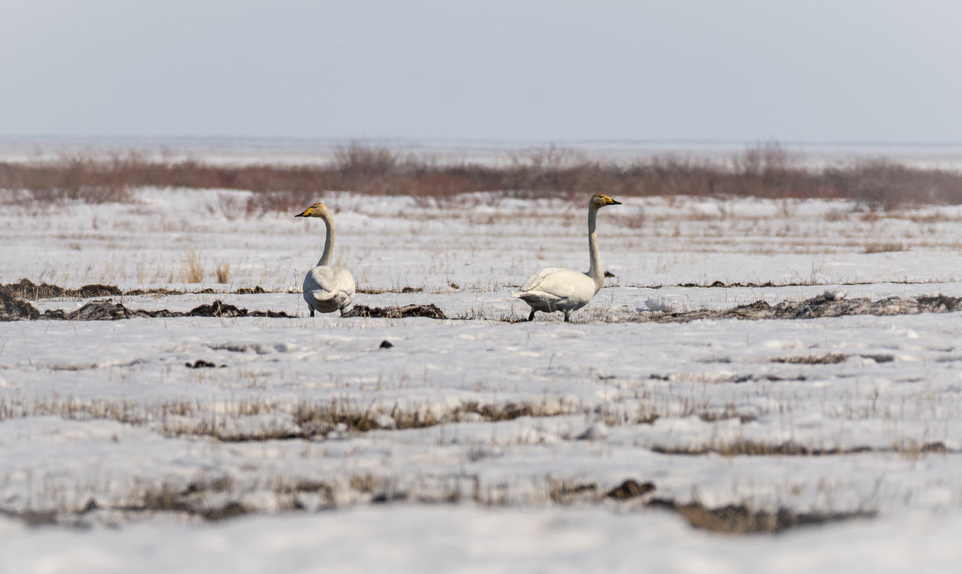 Лебедь - кликун в степи.