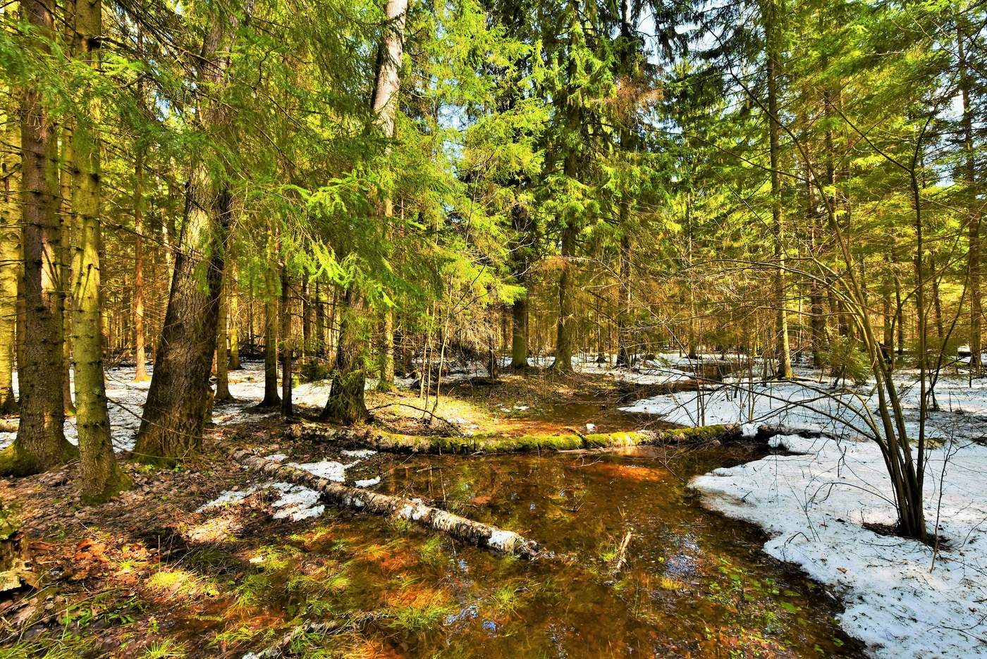 "Я потерял в лесу весь день сегодняшний..."
