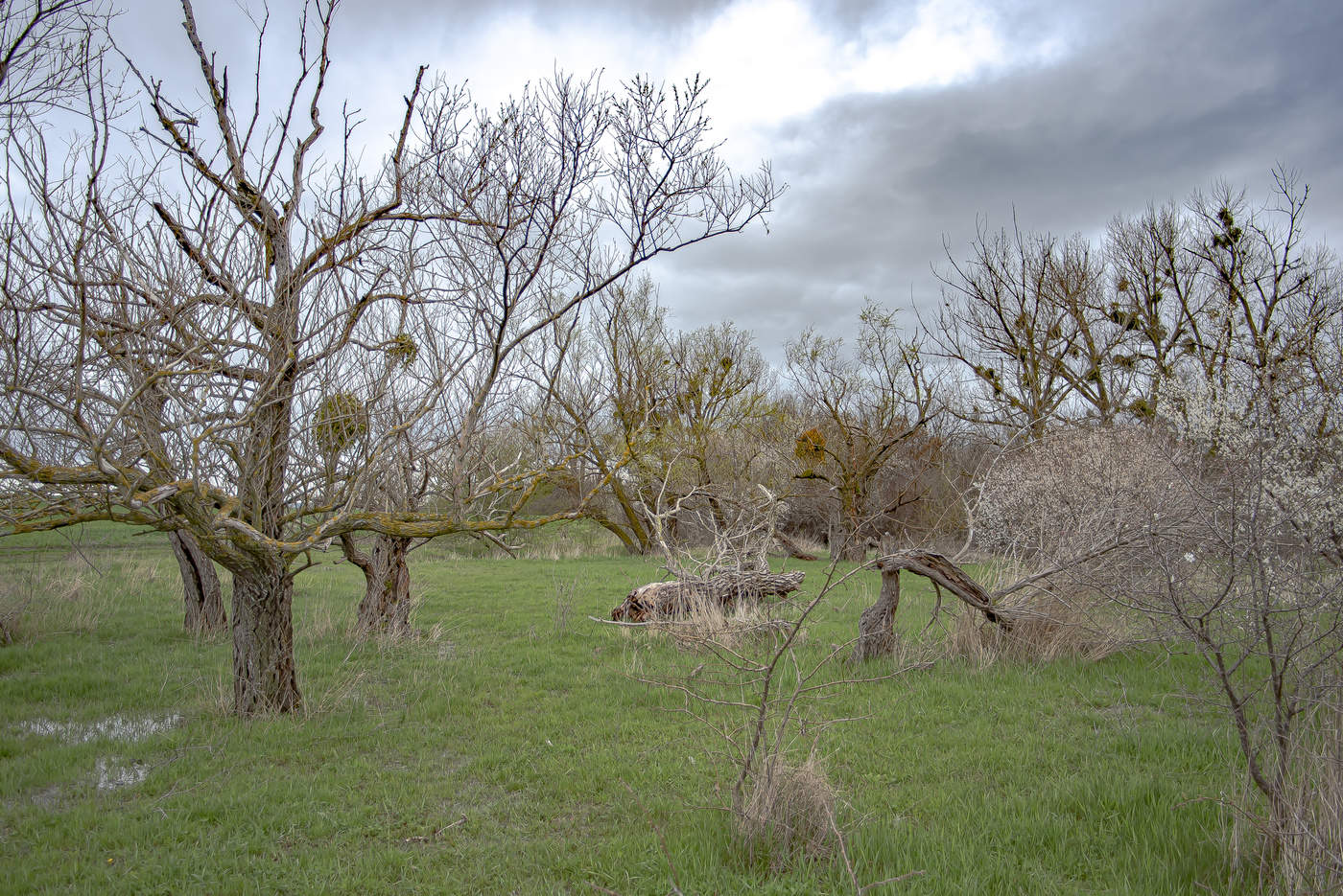 Весенний хаос