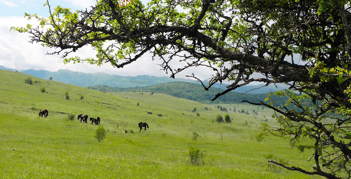 Цветёт боярышник