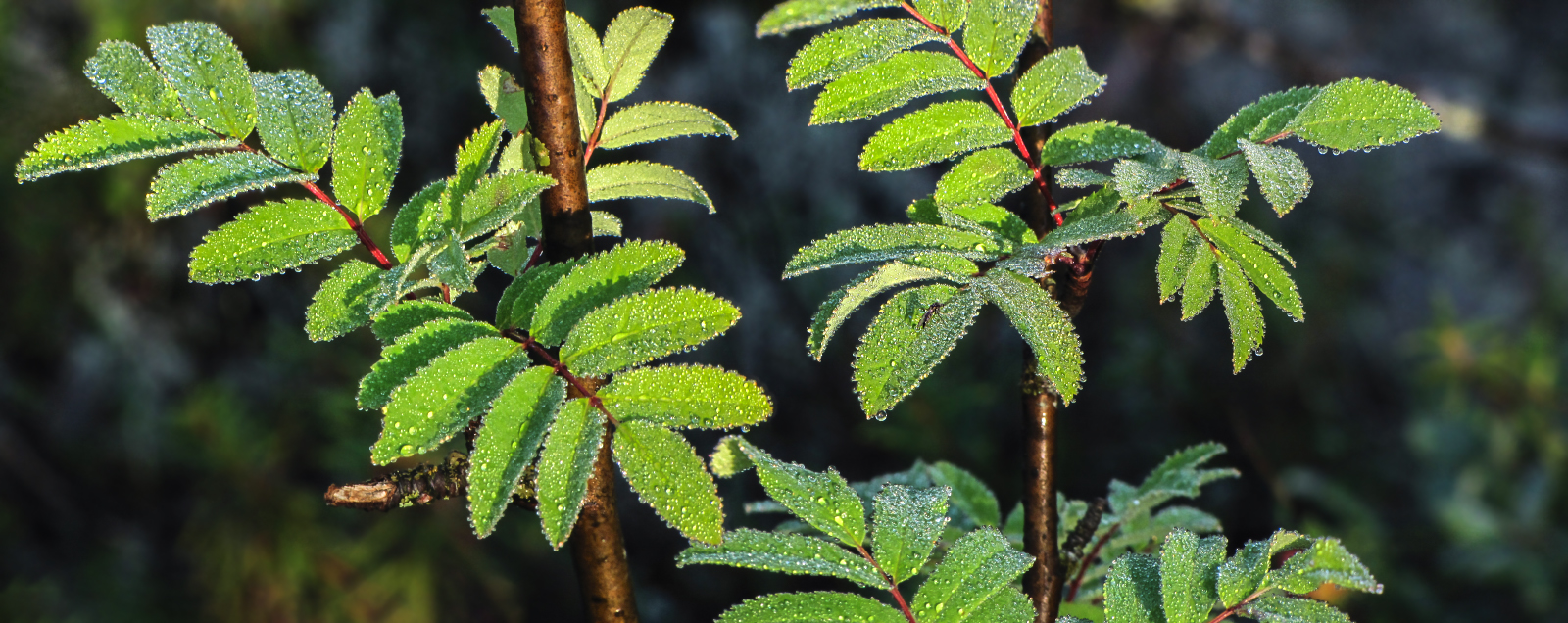 на рябиновых листьях росинки...