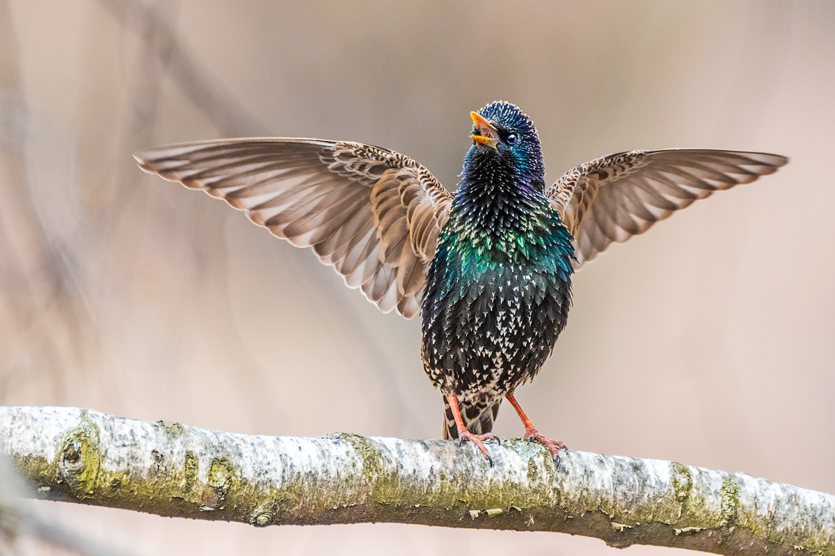 Весенняя песня.