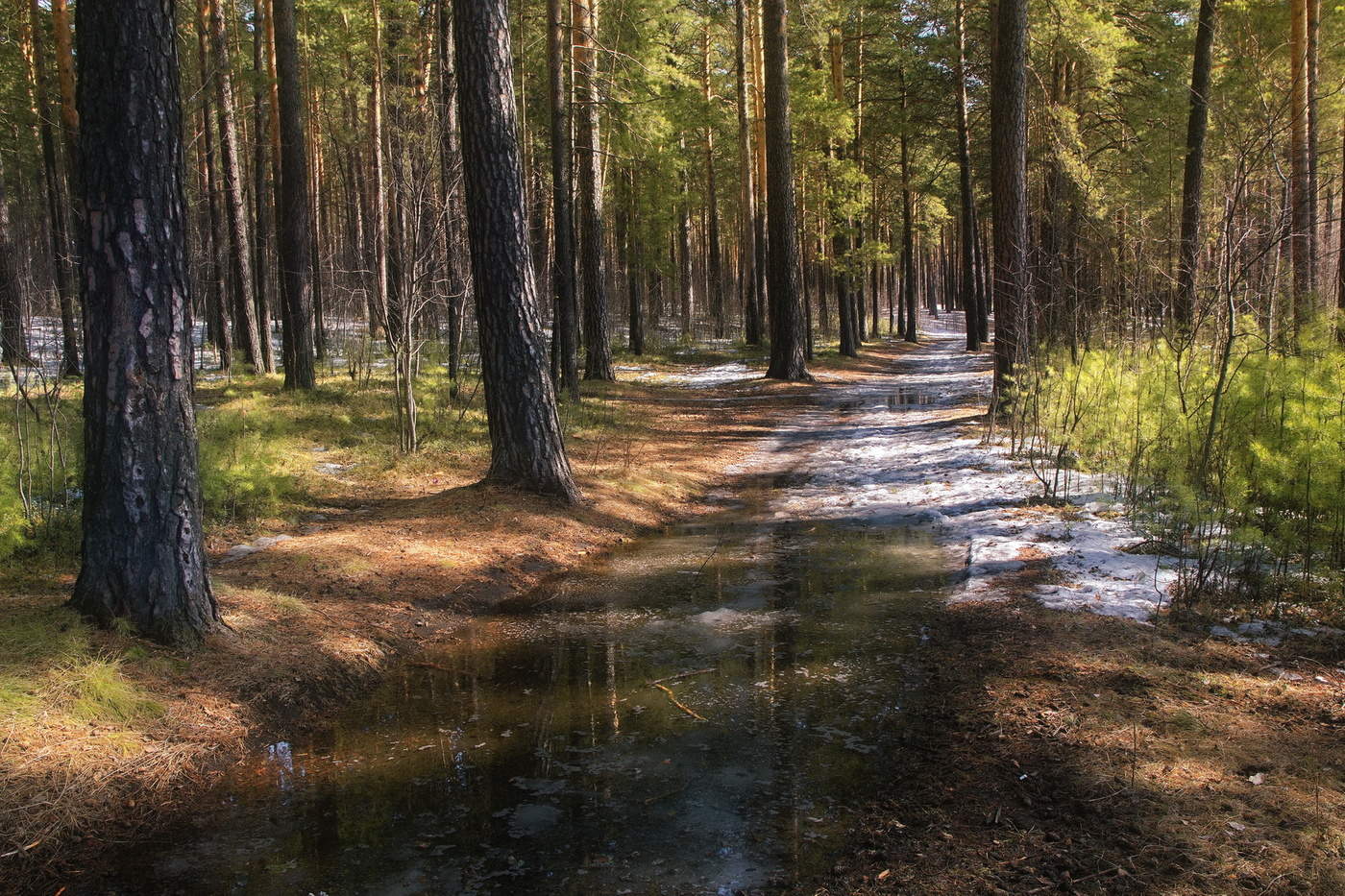 Весенний лес.