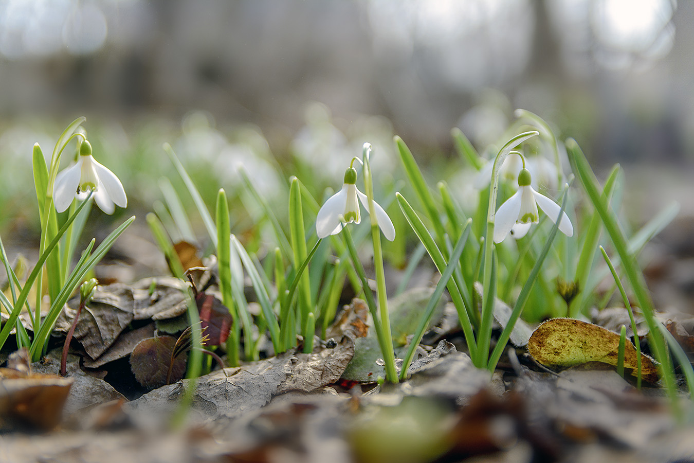 Вестники весны.