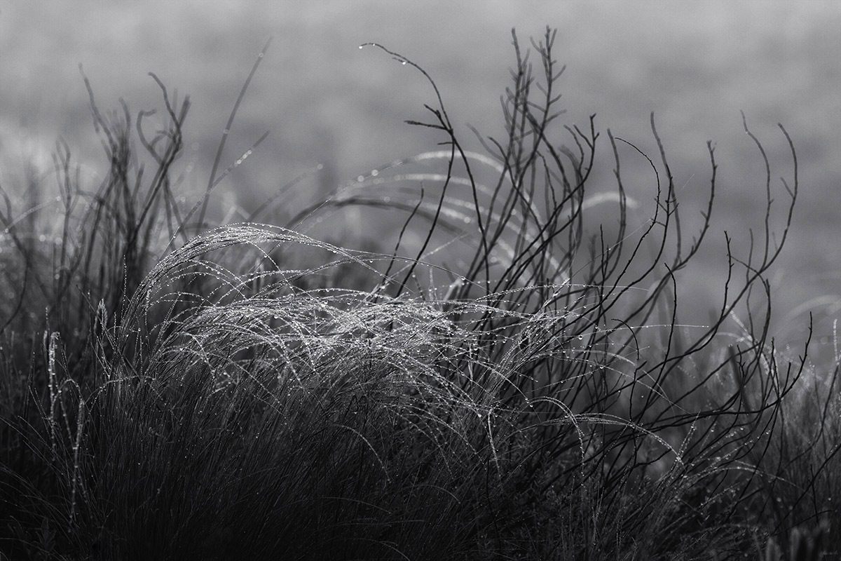 Меланхолия