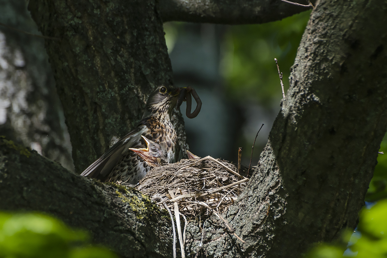 Из жизни дроздов