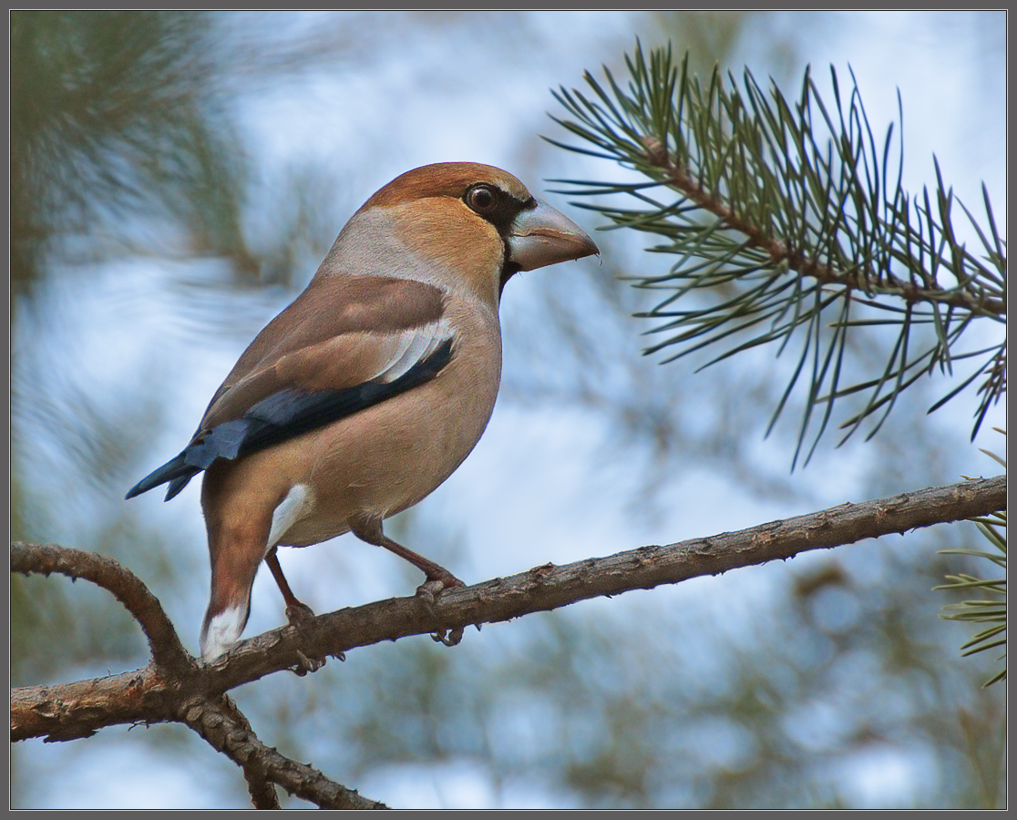 "В меру упитанный мужчина в полном расцвете сил" (с)