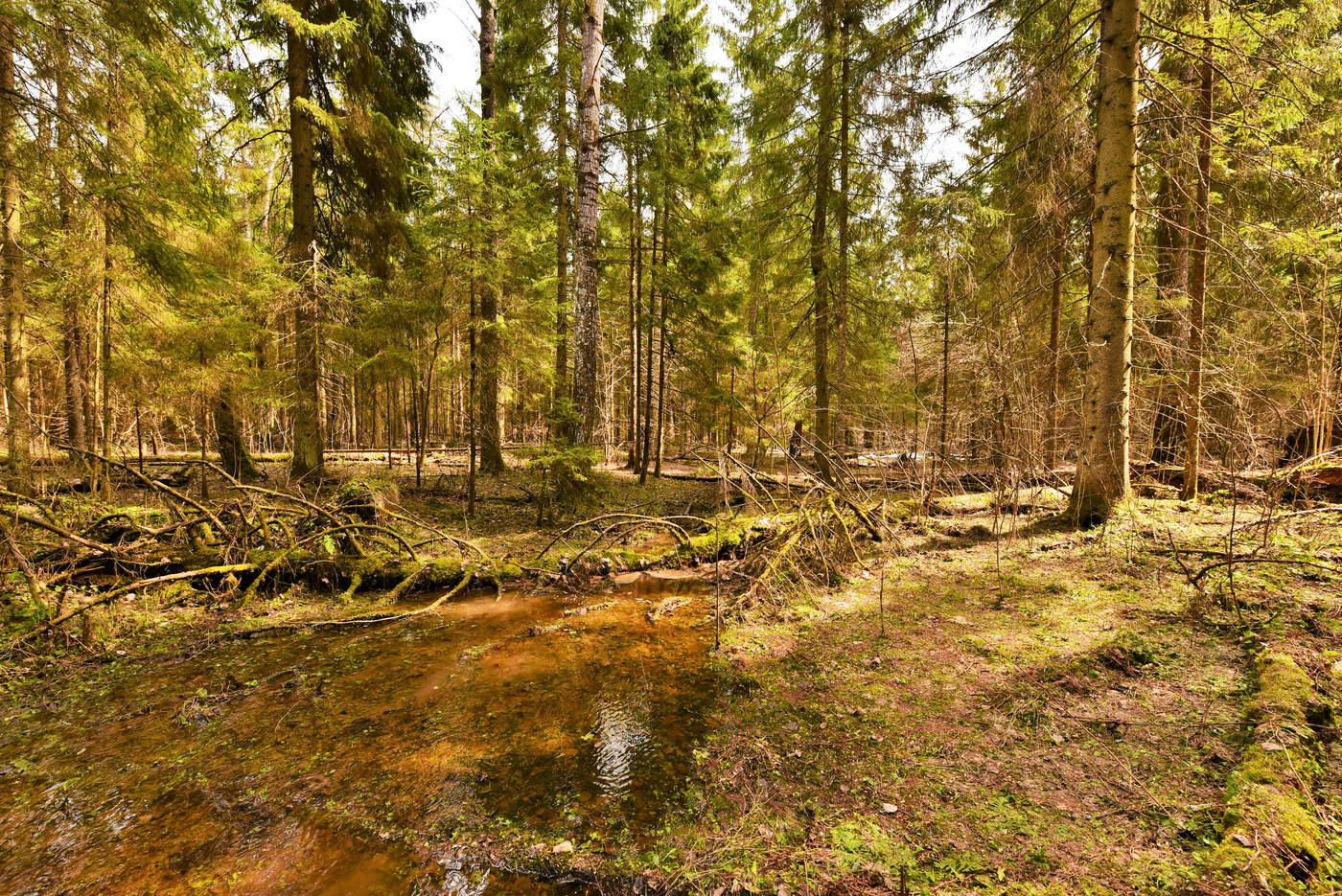 "Я в лес бежал из городов ..."