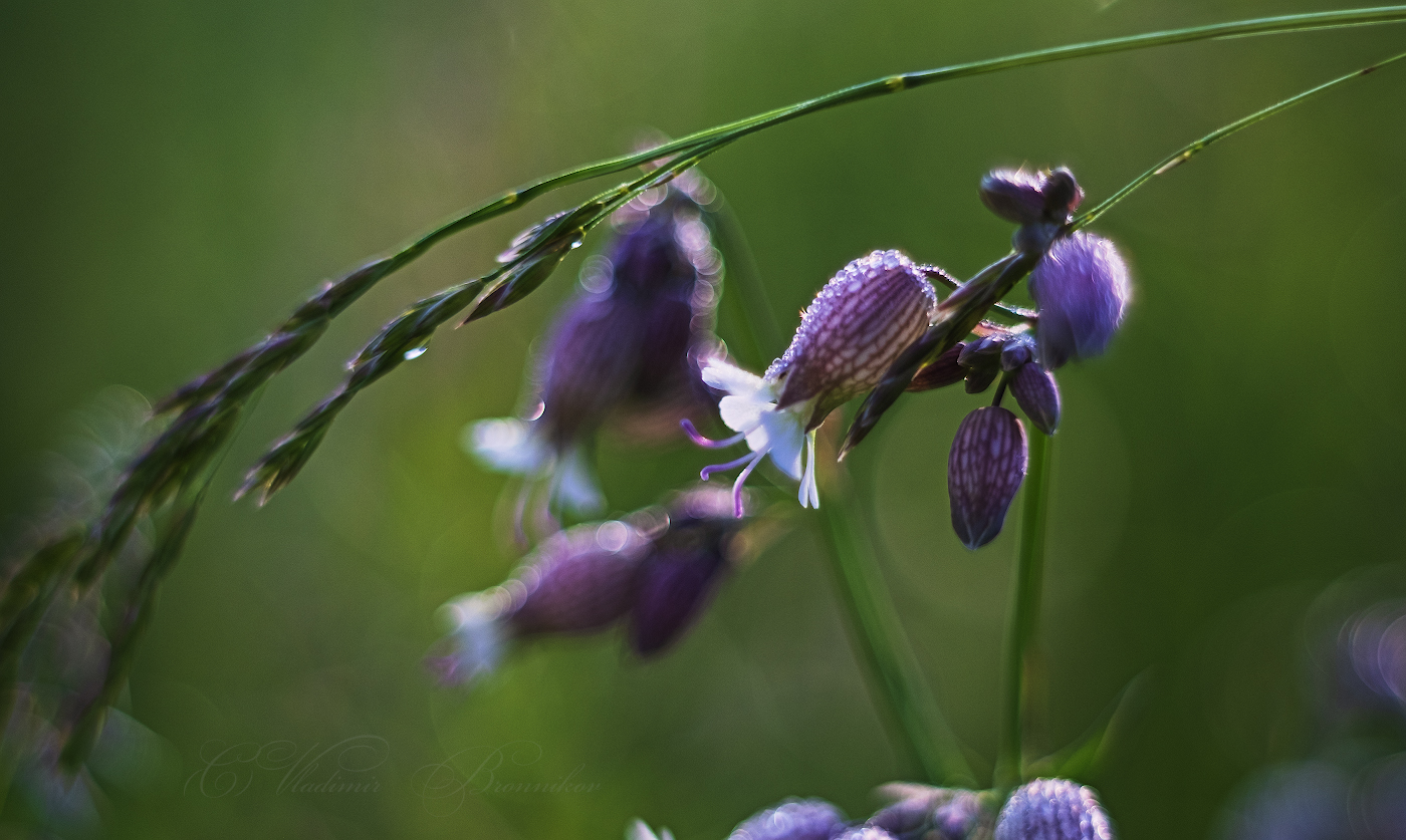 Ранним утром,на лугу