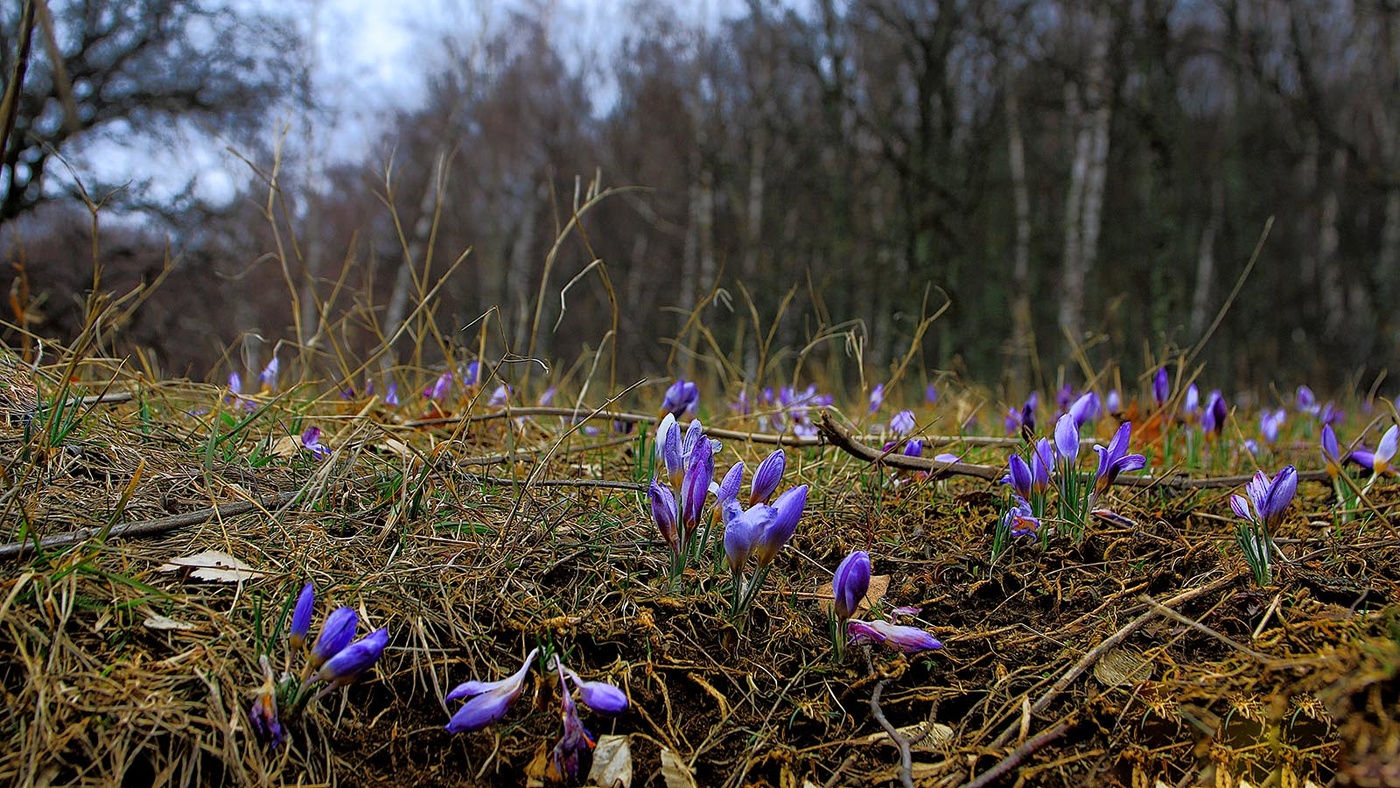 Крокус Крымский