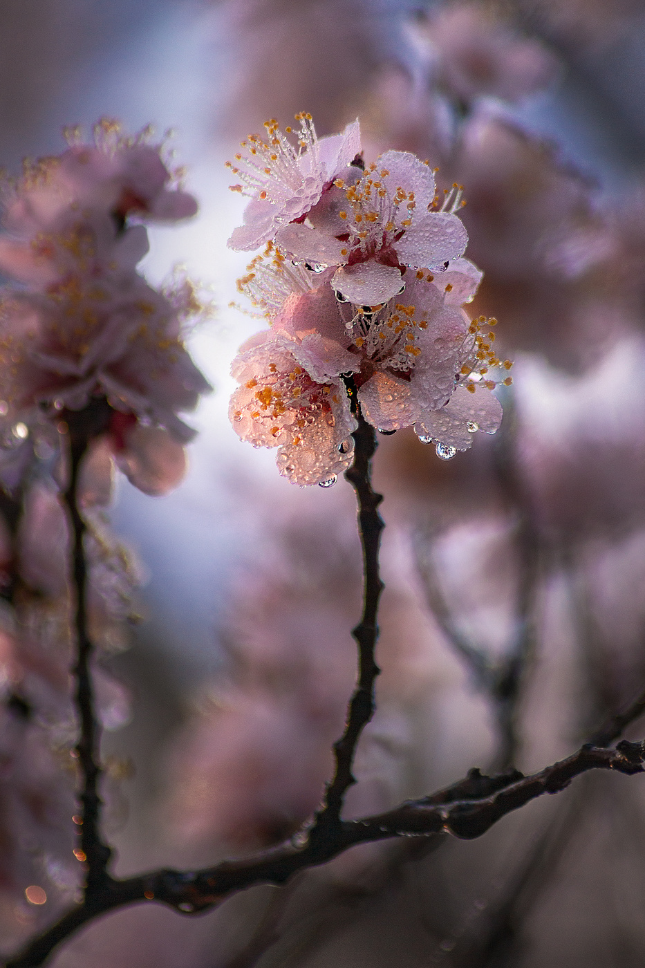 Утренняя свежесть.