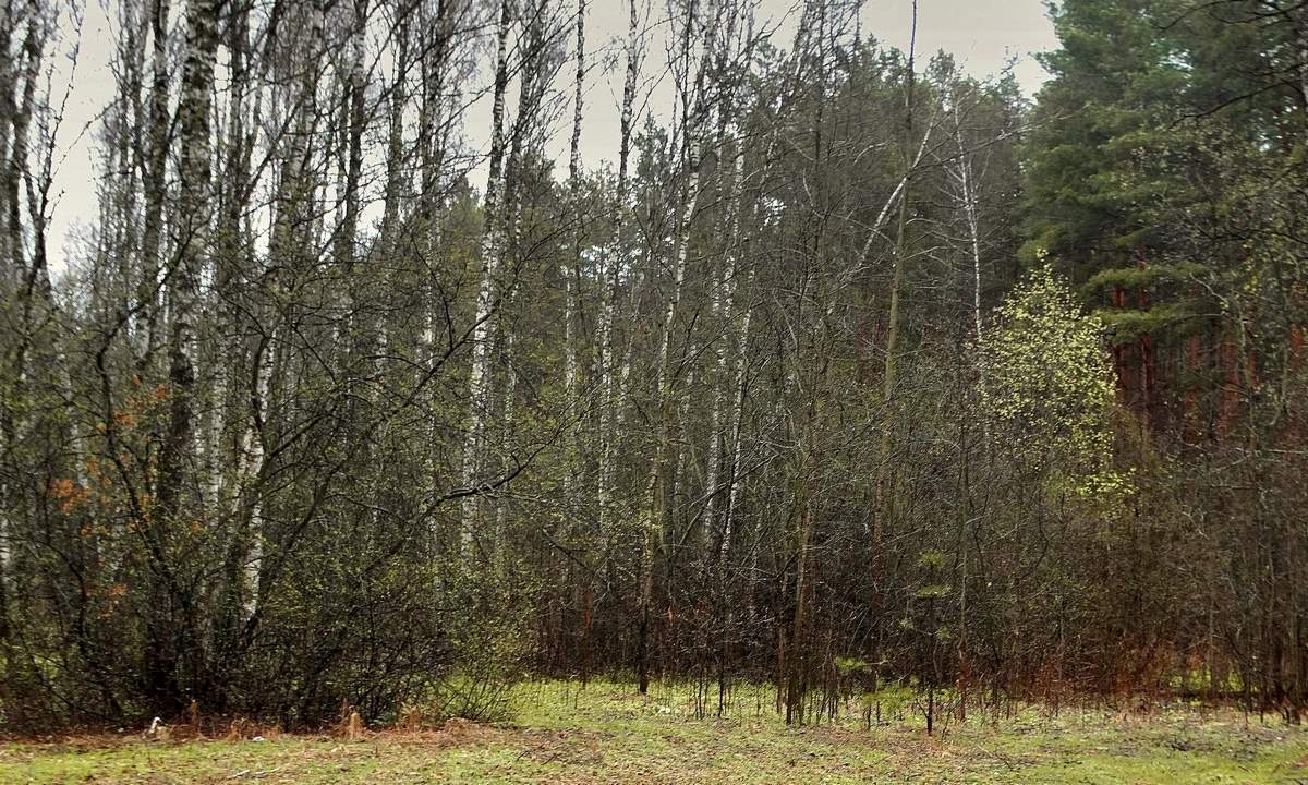 Зеленеет после дождя в апреле