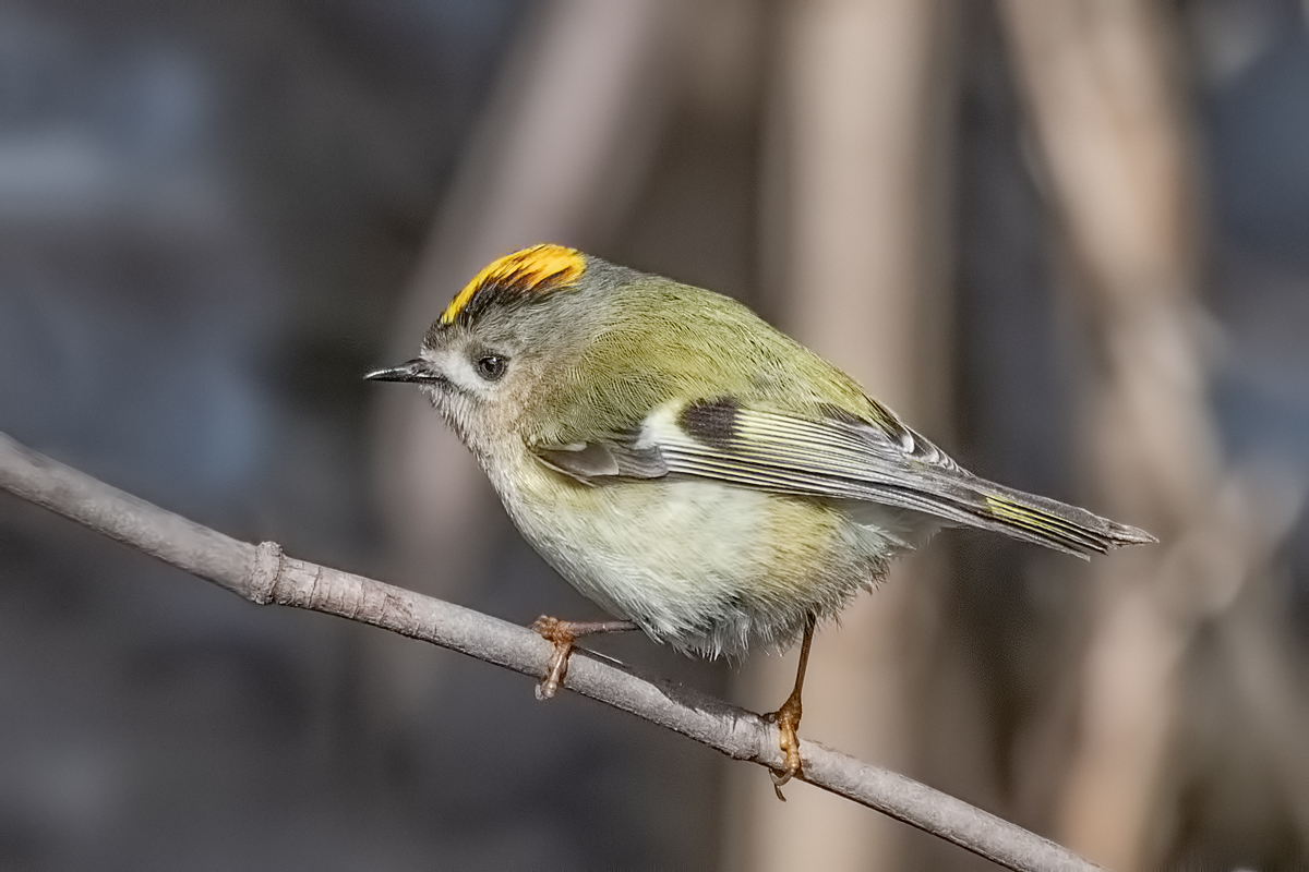 Жёлтоголовый королёк.