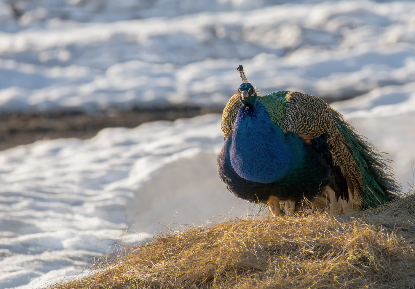 Павлин в апреле.. (не зоо)