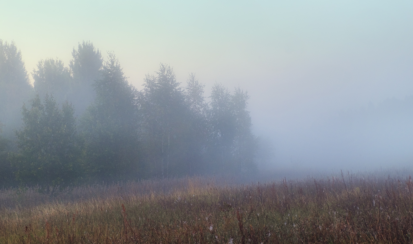 На опушке леса