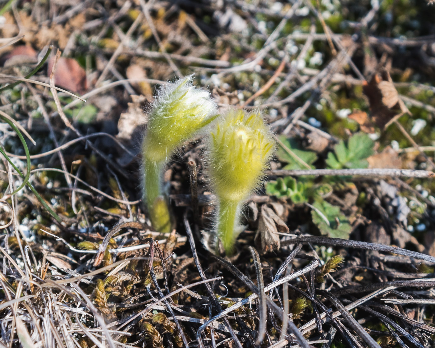 Первые вестники весны