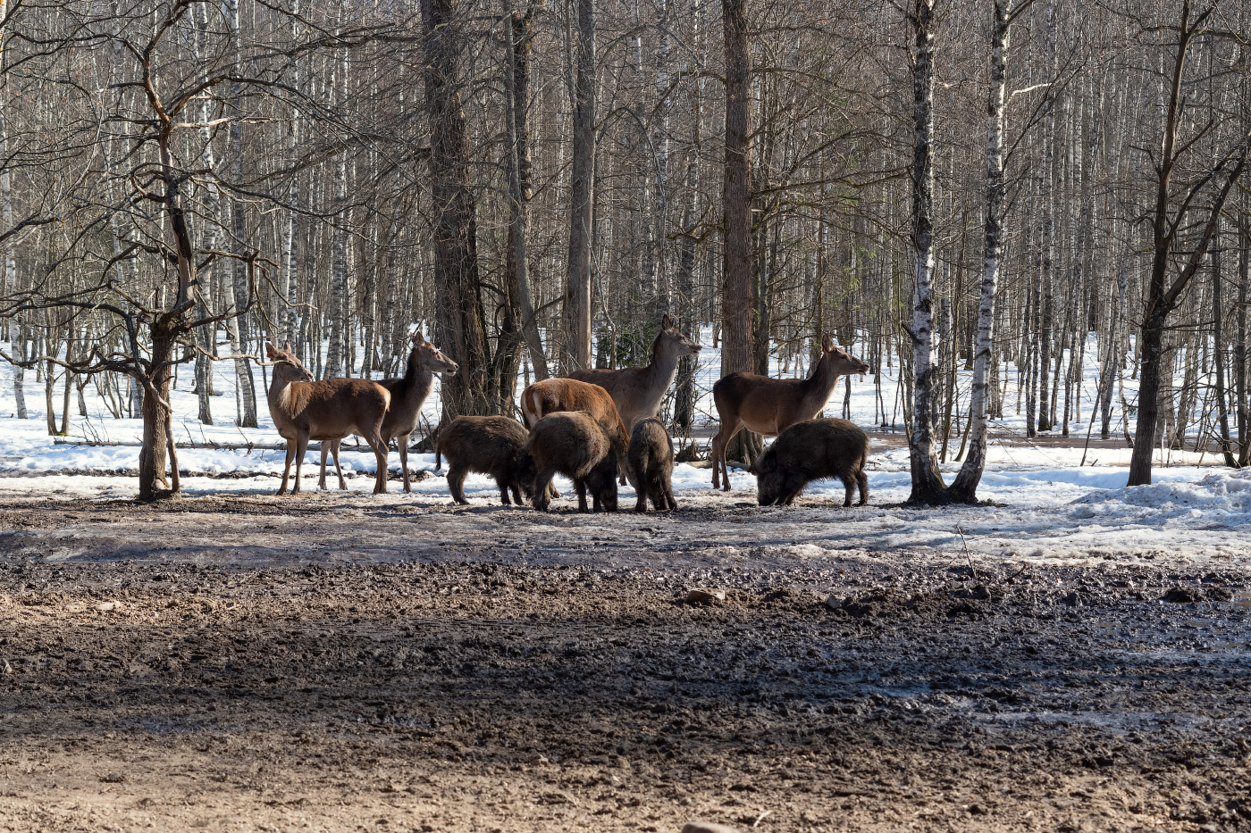 весенняя тусовка