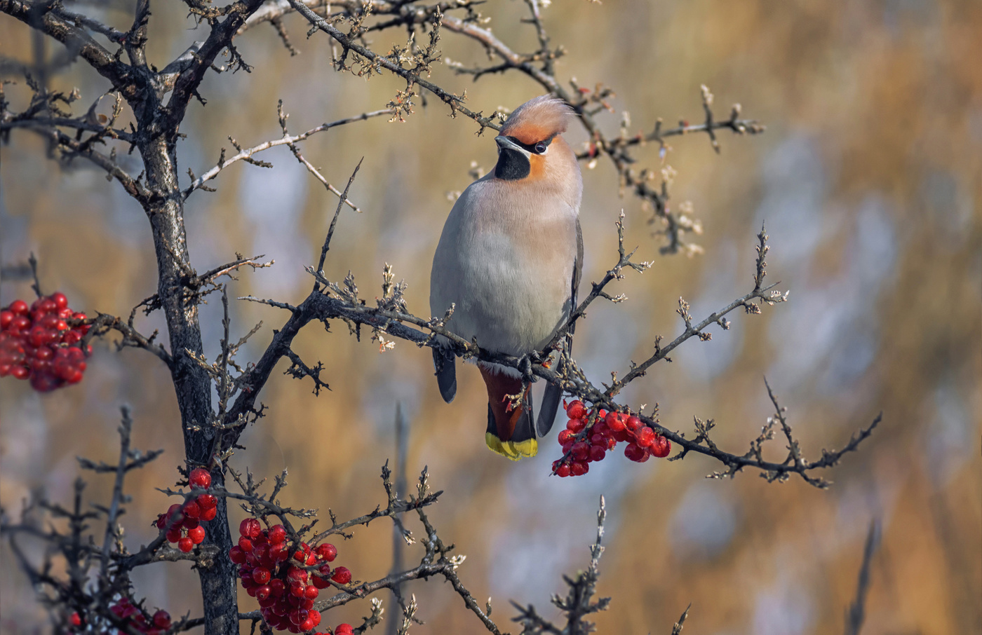 свиристель на облепихе красной..