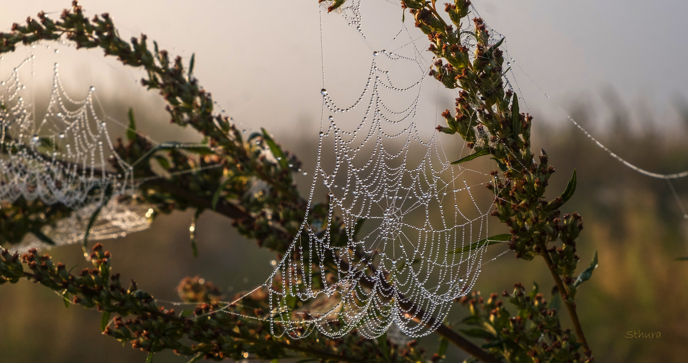 Роса на паутине.