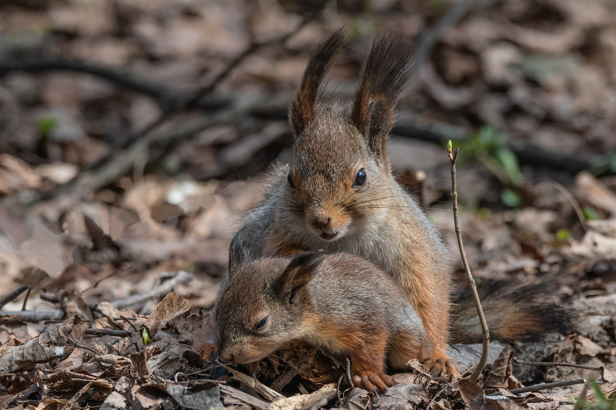 Белка с бельчонком.