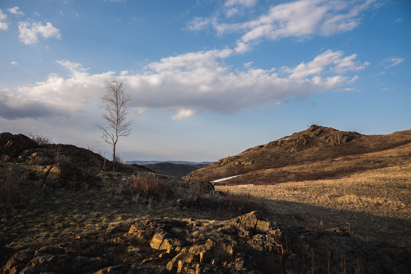 Молодая березка