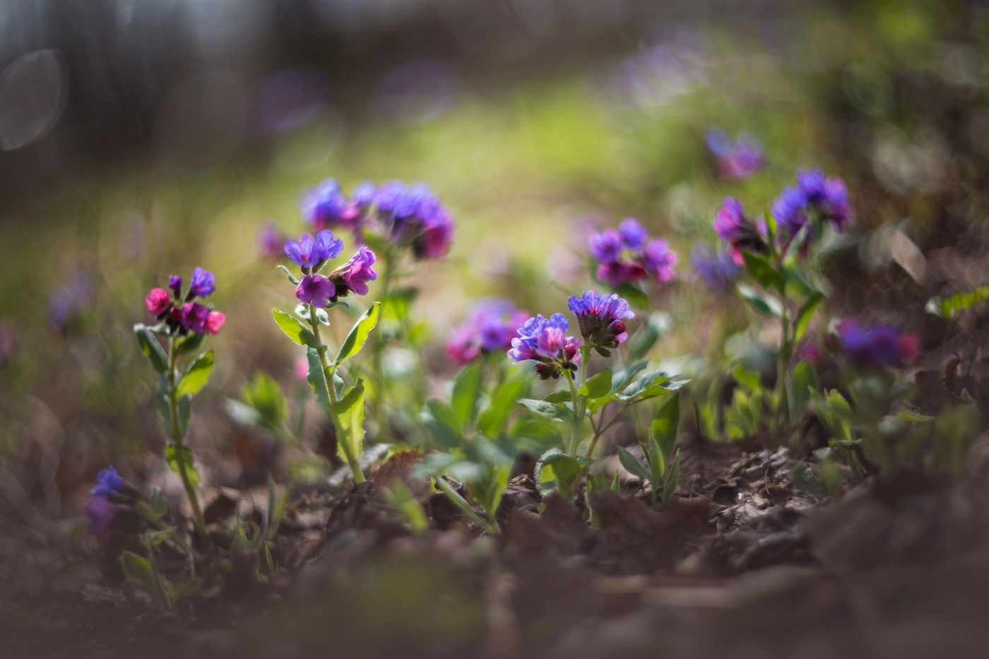 Весны цветенье