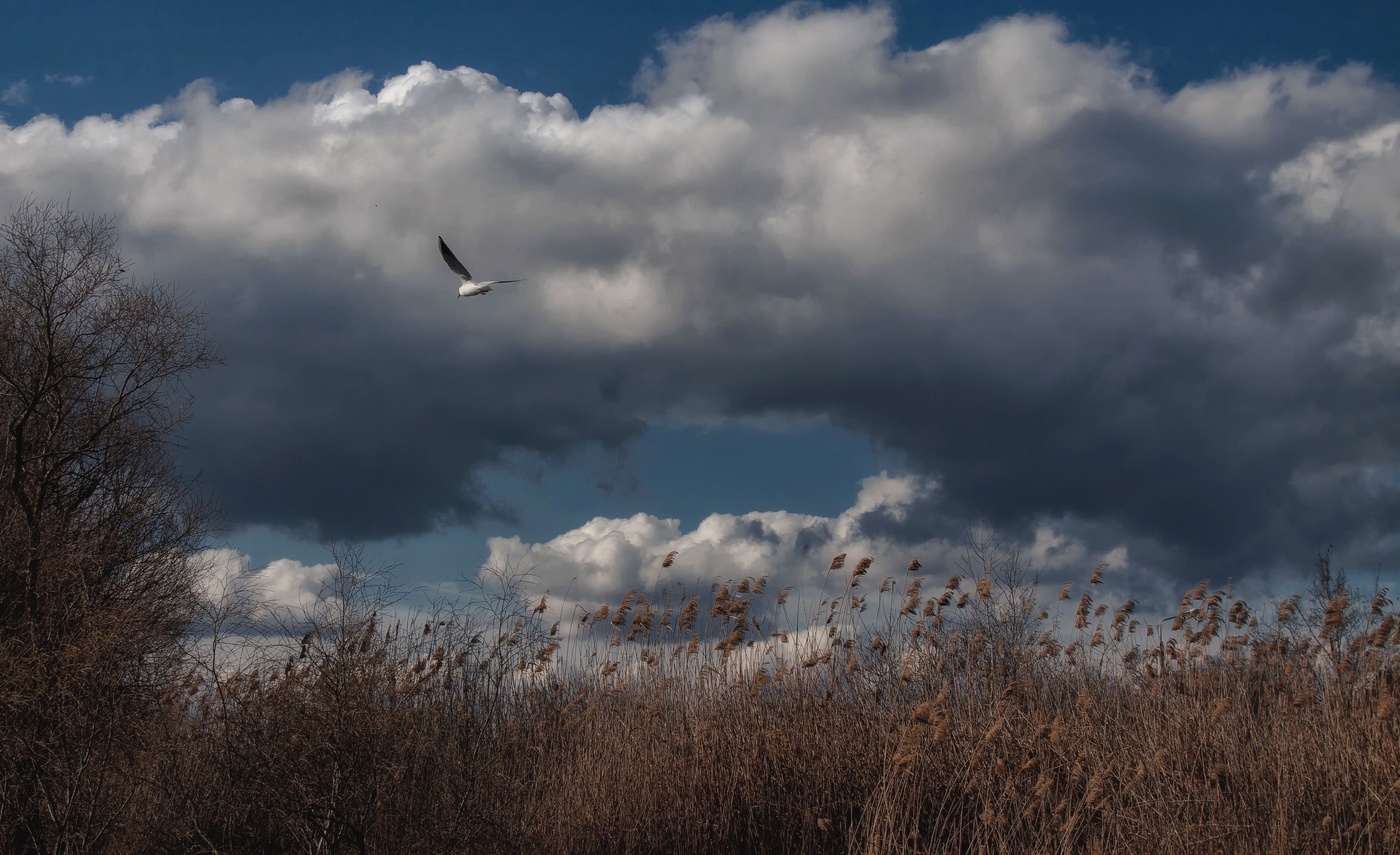 Буревестник