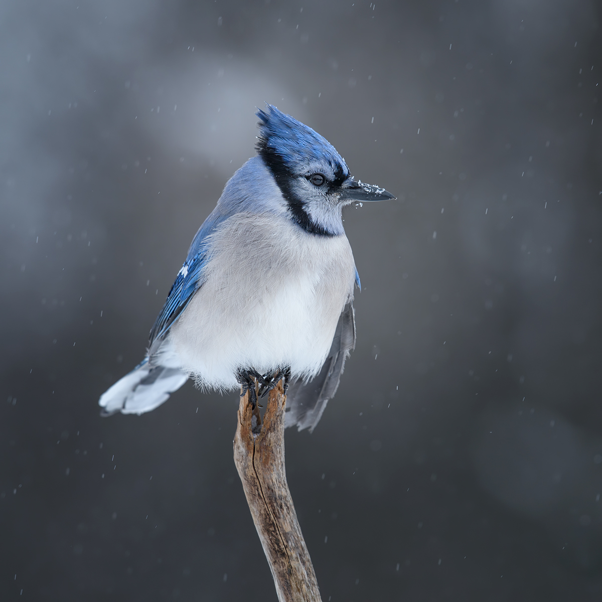 Blue jay