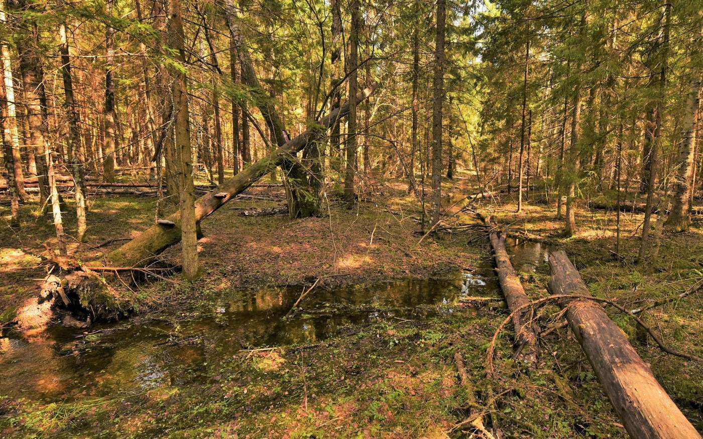 Лесная речка ...