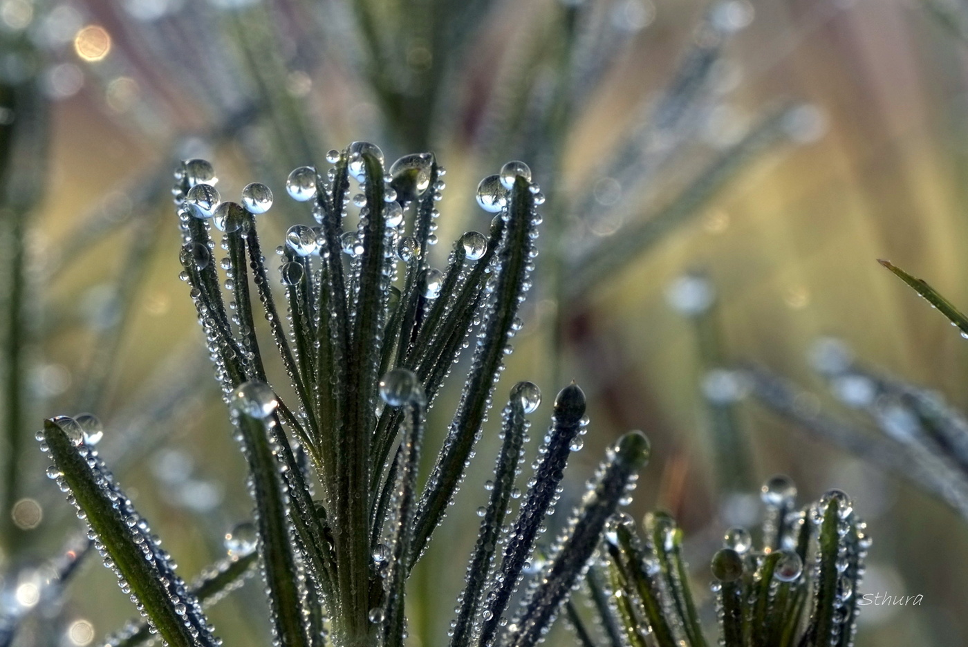Весенние зарисовки.
