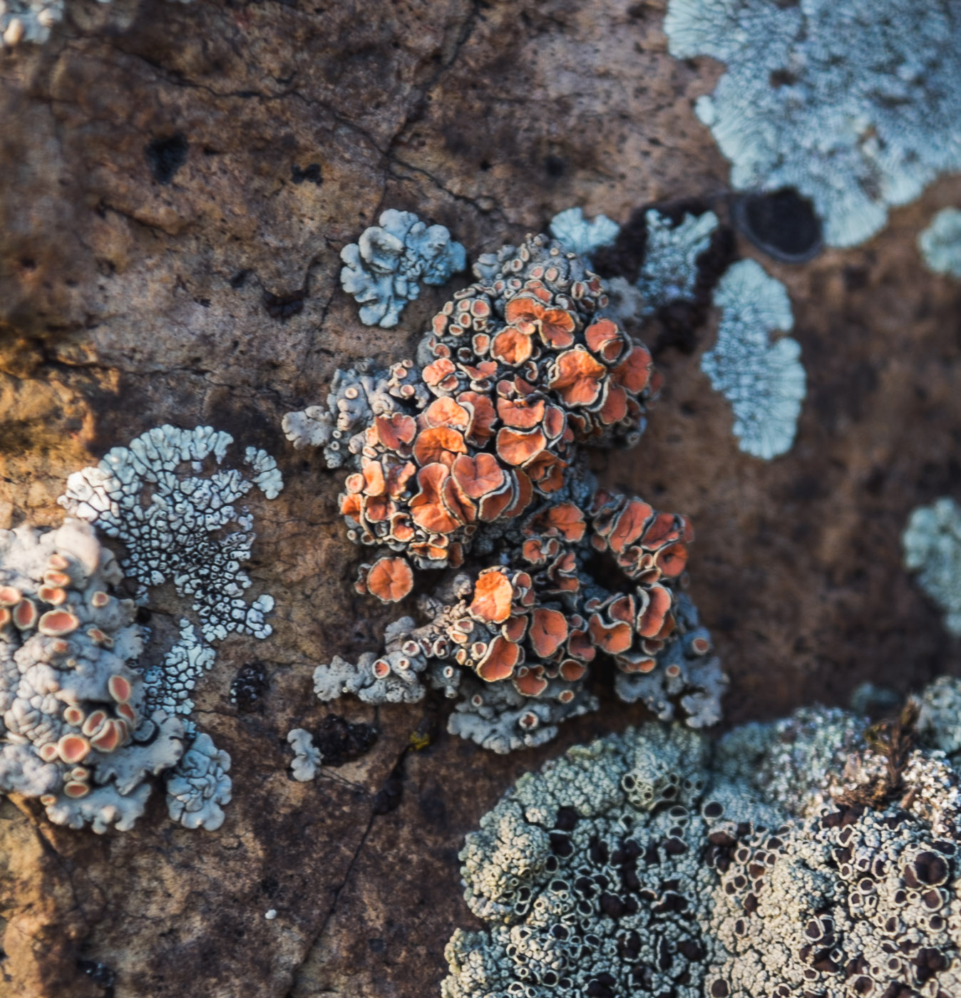 Весной и камни цветут