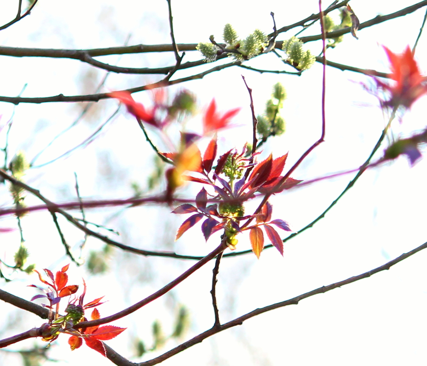 Весенние краски