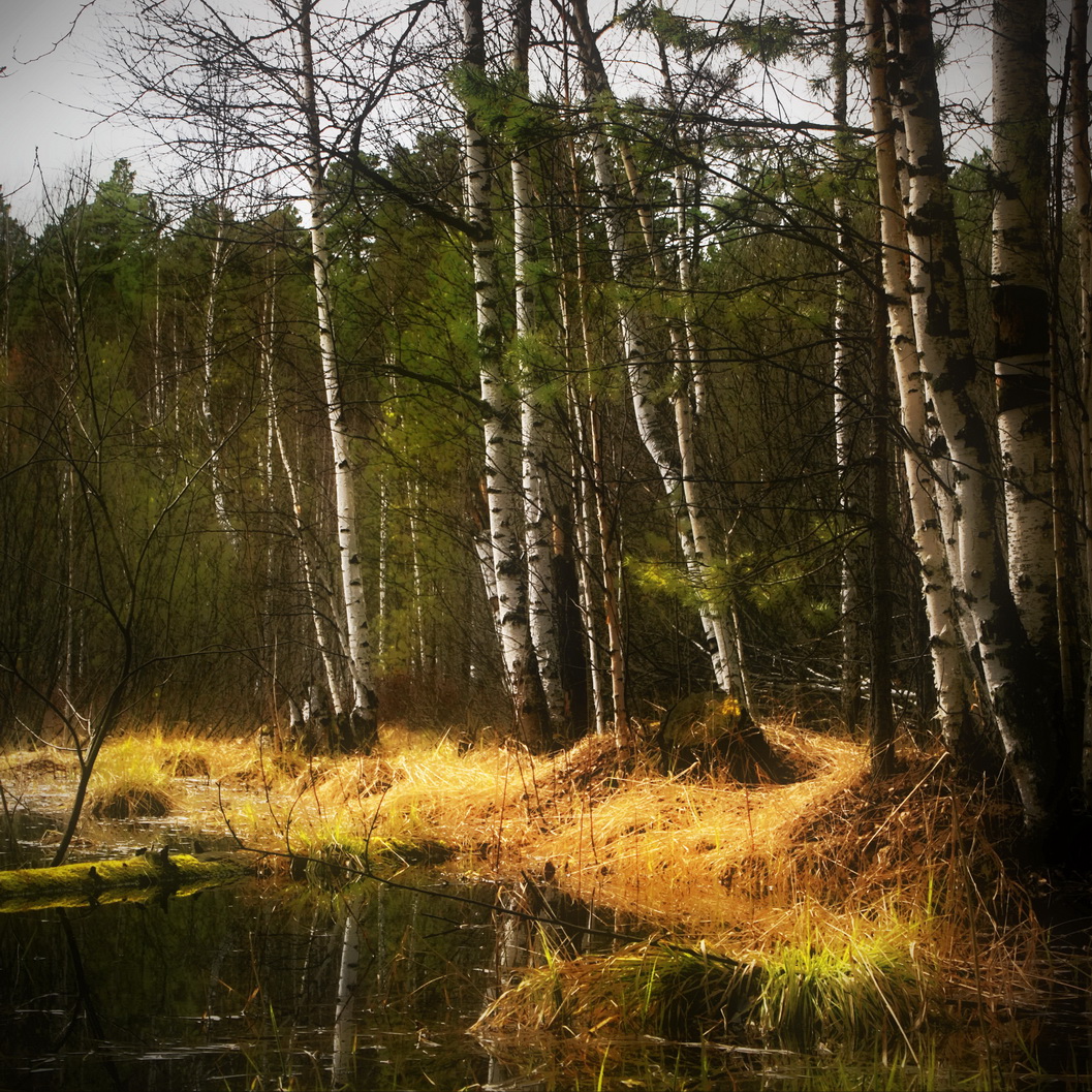 Весенний лес.