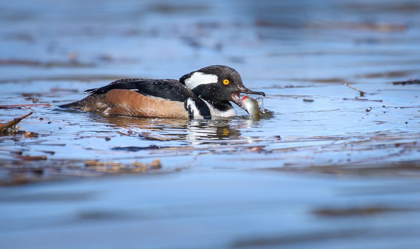 Hooded merganser (male)
